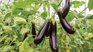 Eggplant